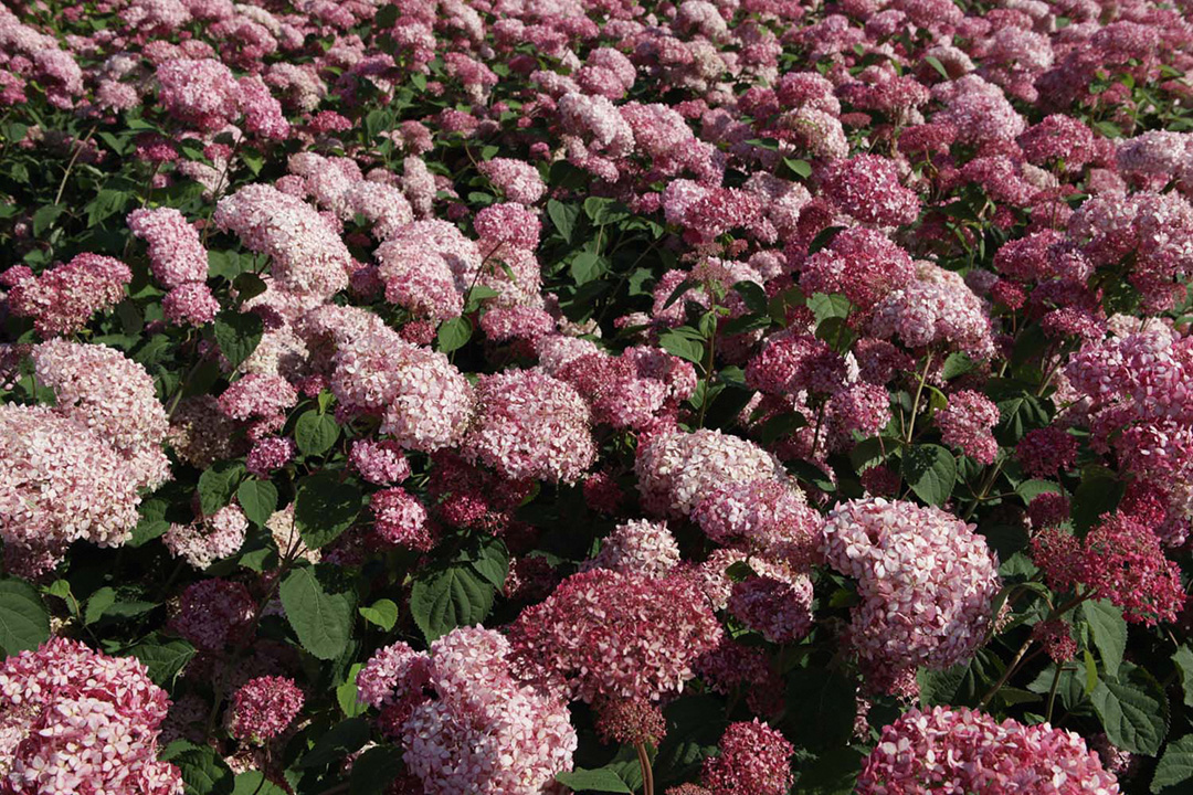 Pink-Annabelle-IMG4365 Hydrangea arborescens Pink Annabelle®