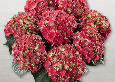 Hortensia Royal Red