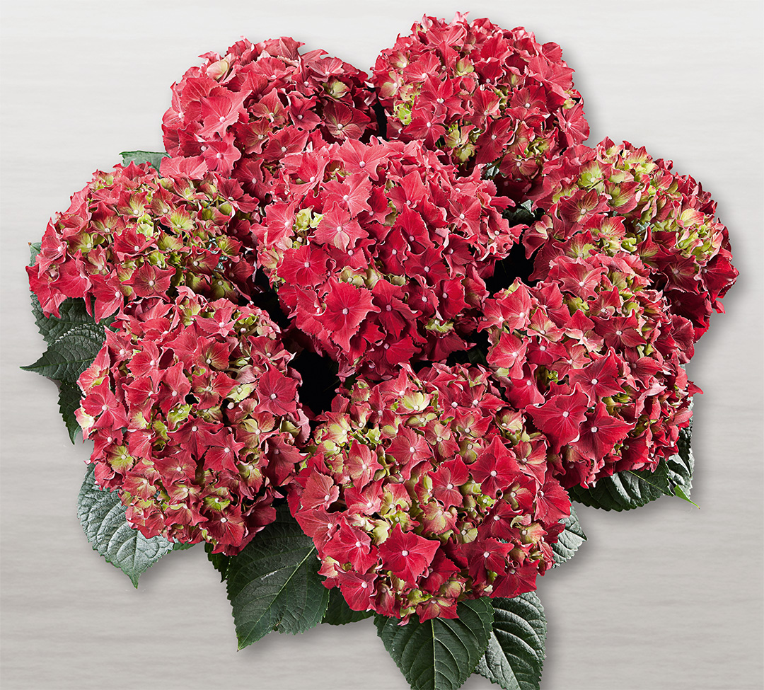 Royal_Red Hortensia Royal Red