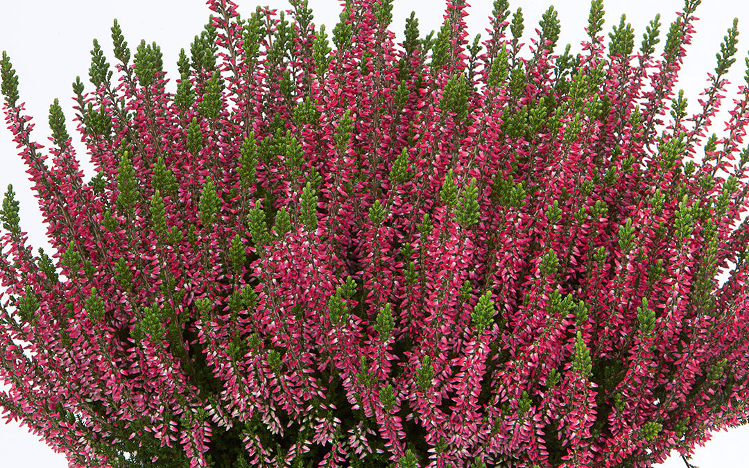 Calluna Beauty Ladies Sabine