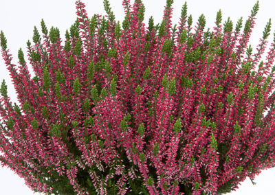 Calluna Beauty Ladies Sabine