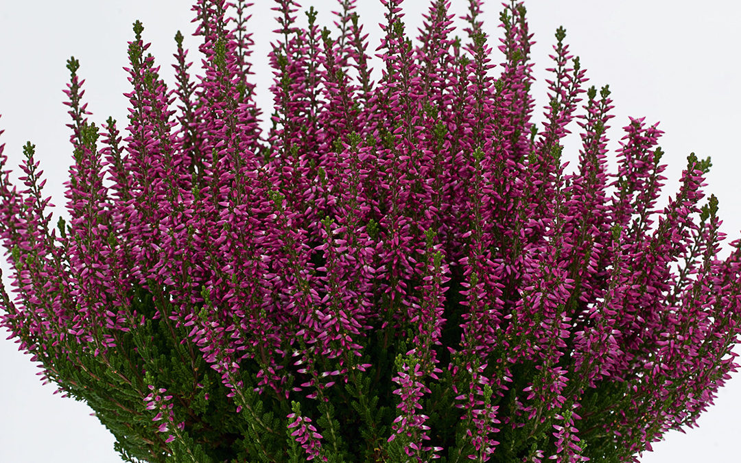 Calluna Beauty Ladies Saphira
