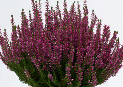 Calluna Beauty Ladies Saphira