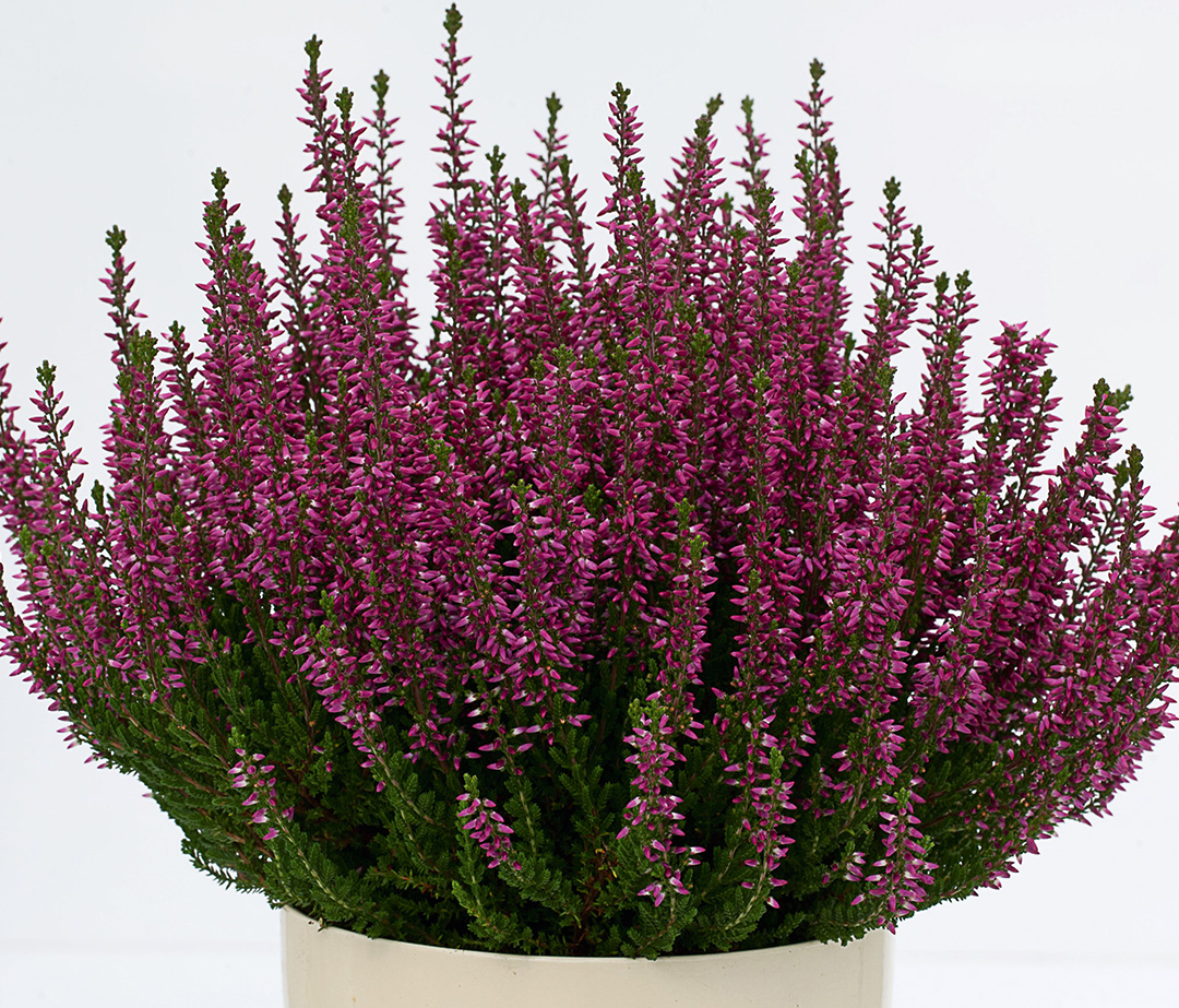 Saphira-003 Calluna Beauty Ladies Saphira