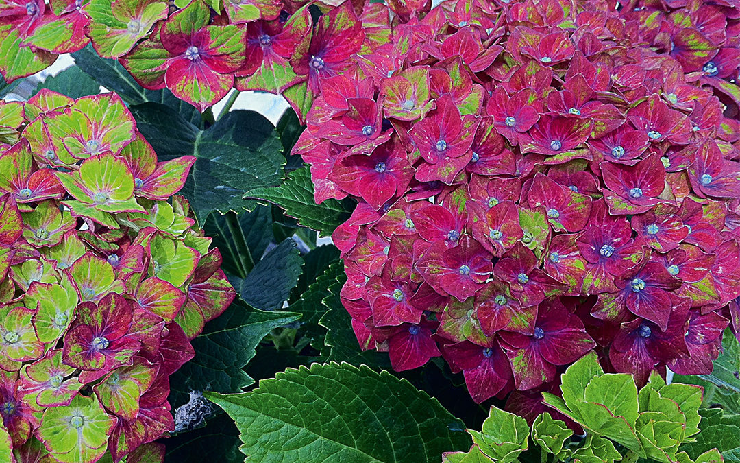 Hortensia Saxon® Schloss Wackerbarth