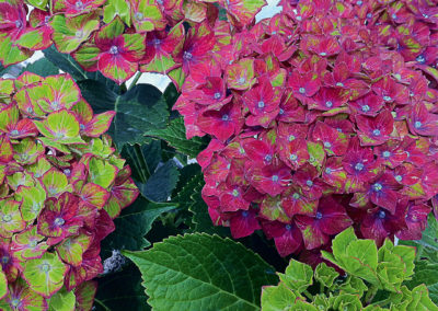 Hortensia Saxon® Schloss Wackerbarth
