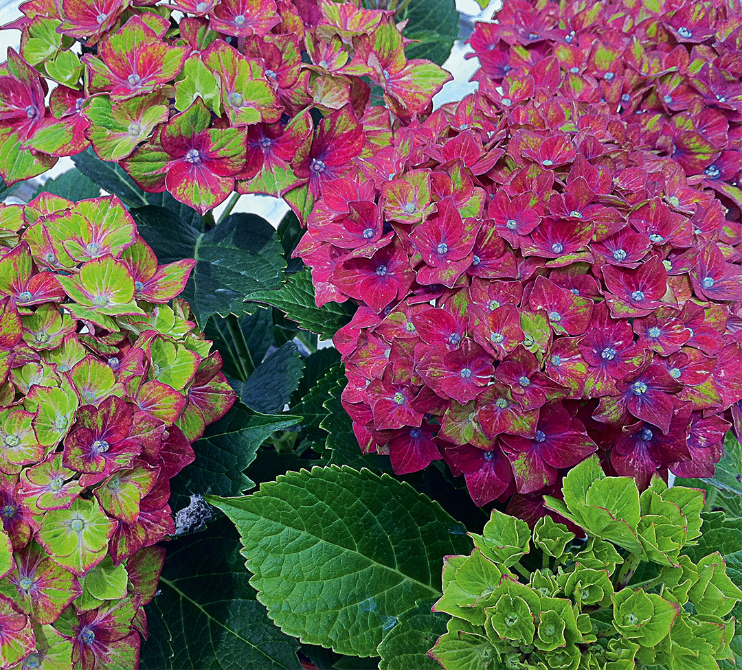 Schloss-Wackerbarth Hortensia Saxon® Schloss Wackerbarth