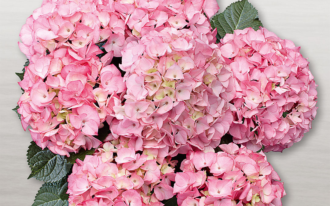 Hortensia Saxon® Schloss Zuschendorf