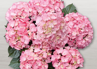 Hortensia Saxon® Schloss Zuschendorf