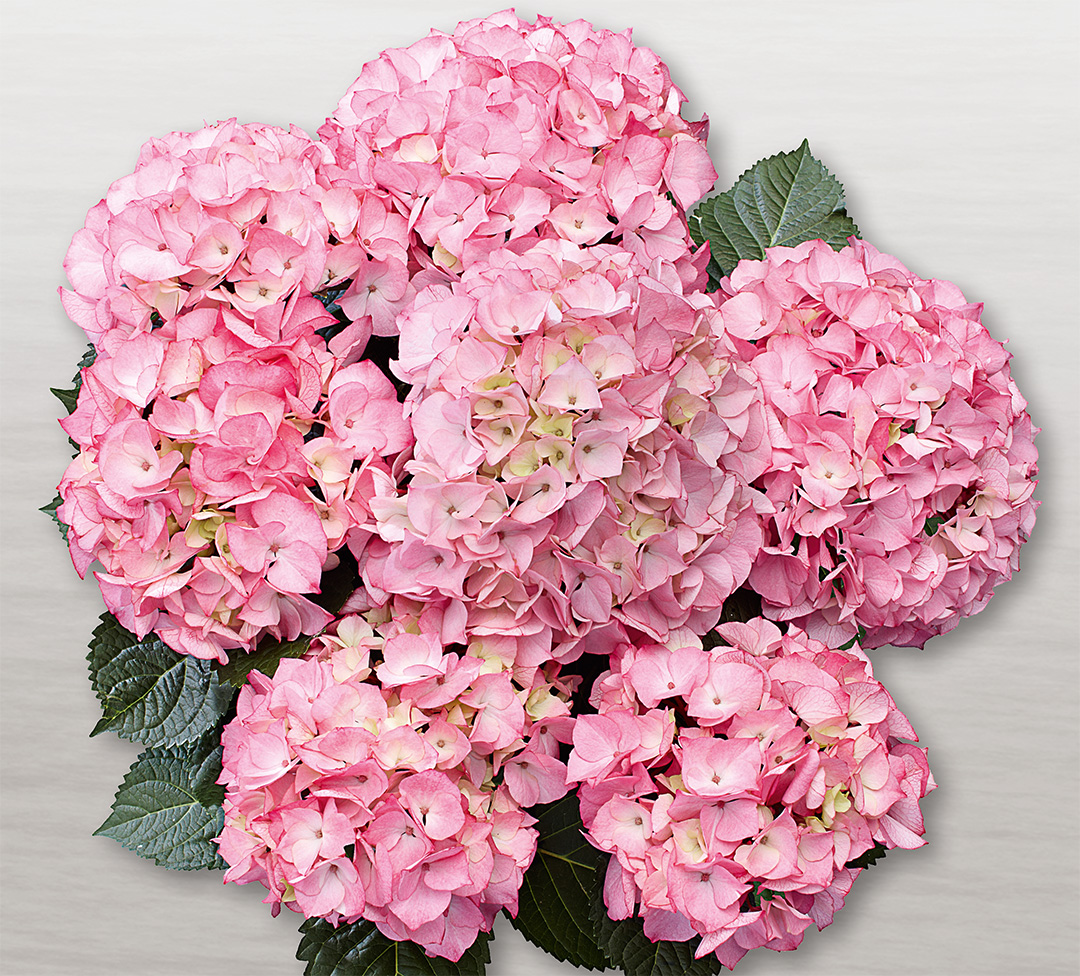 Schloss_Zuschendorf_01 Hortensia Saxon® Schloss Zuschendorf