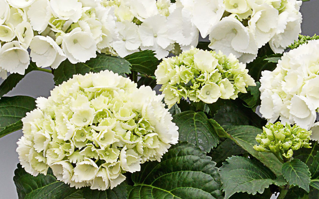 Hortensia Saxon® Schneeball