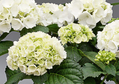 Hortensia Saxon® Schneeball