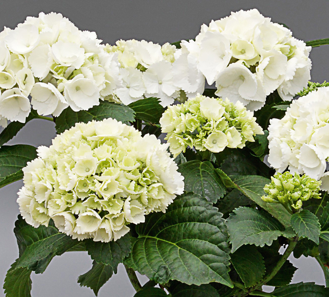Schneeball-30-4-2009 Hortensia Saxon® Schneeball