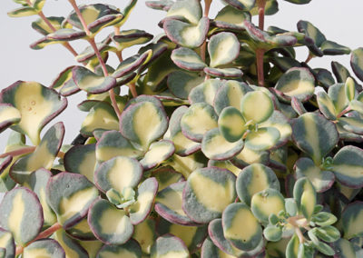 Sedum sieboldii panaché