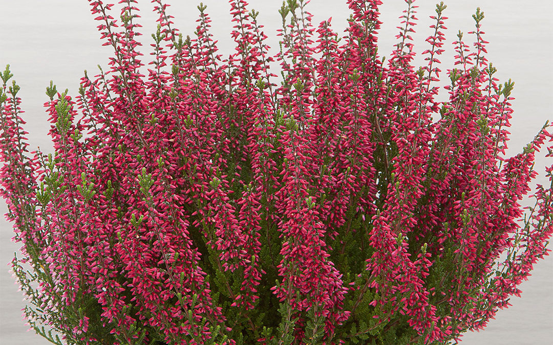 Calluna Beauty Ladies Selly