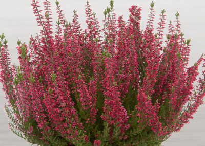 Calluna Beauty Ladies Selly