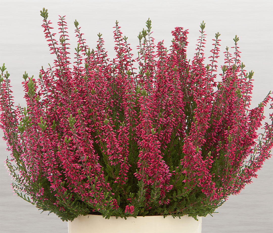 Selly-T13 Calluna Beauty Ladies Selly