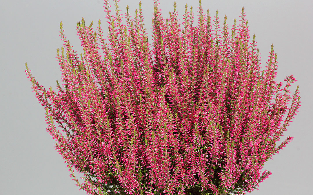 Calluna Garden Girls Selmaⓢ