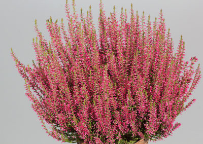 Calluna Garden Girls Selmaⓢ