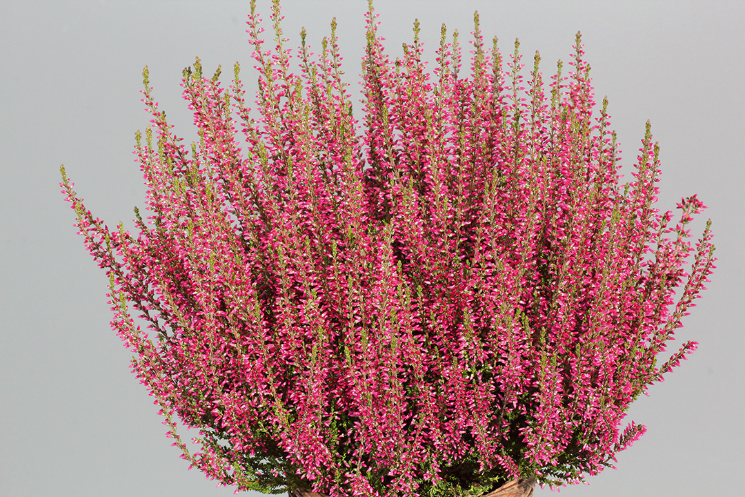 Selma-bl-29.09.15-040-(11) Calluna Garden Girls Selmaⓢ