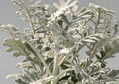 Senecio cineraria