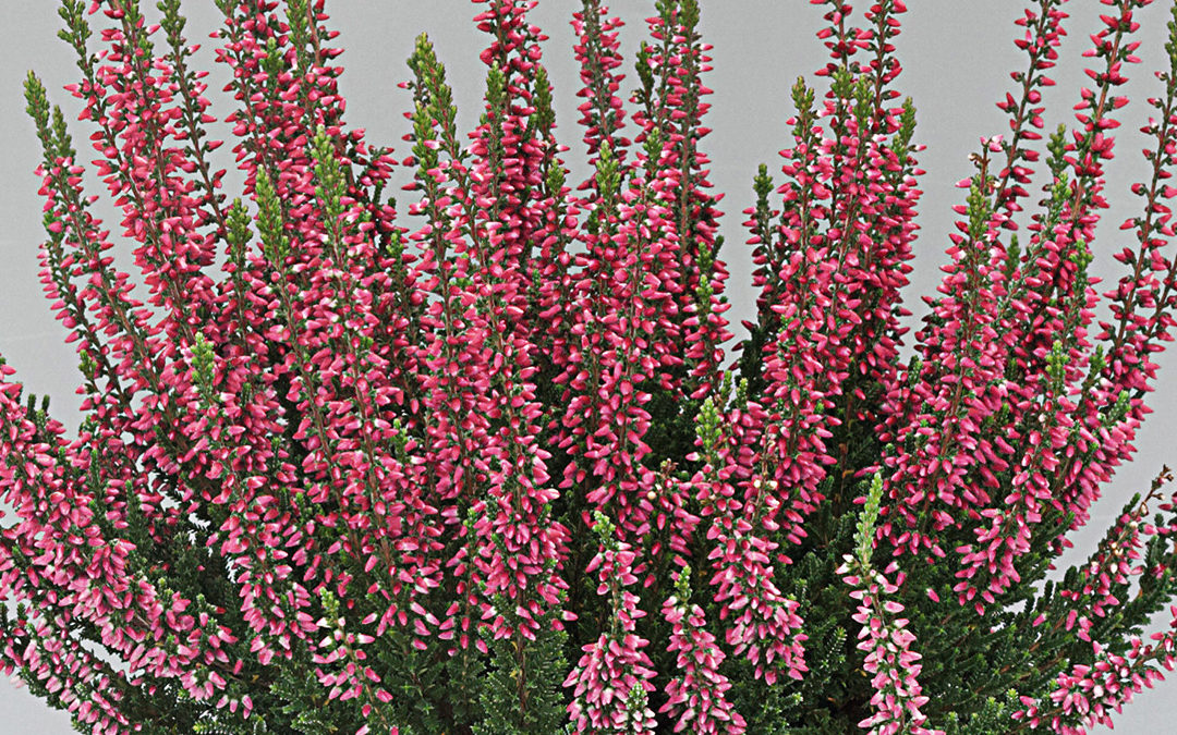 Calluna Beauty Ladies Sissi