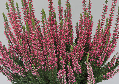 Calluna Beauty Ladies Sissi