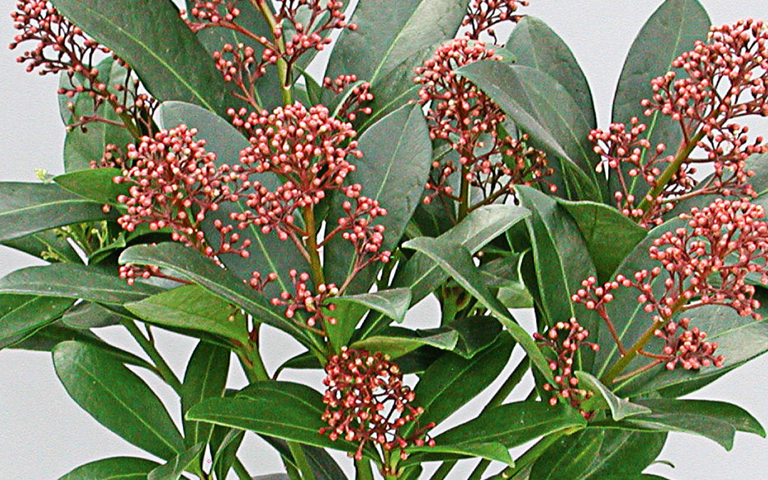Skimmia japonica Rubella
