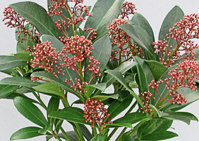 Skimmia japonica Rubella