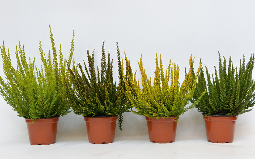 Calluna Skyline