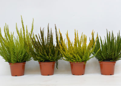 Calluna Skyline