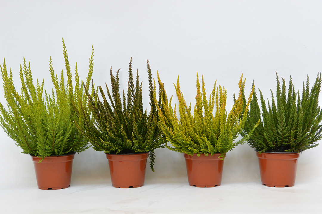Skyline-Mix-1596 Calluna Skyline
