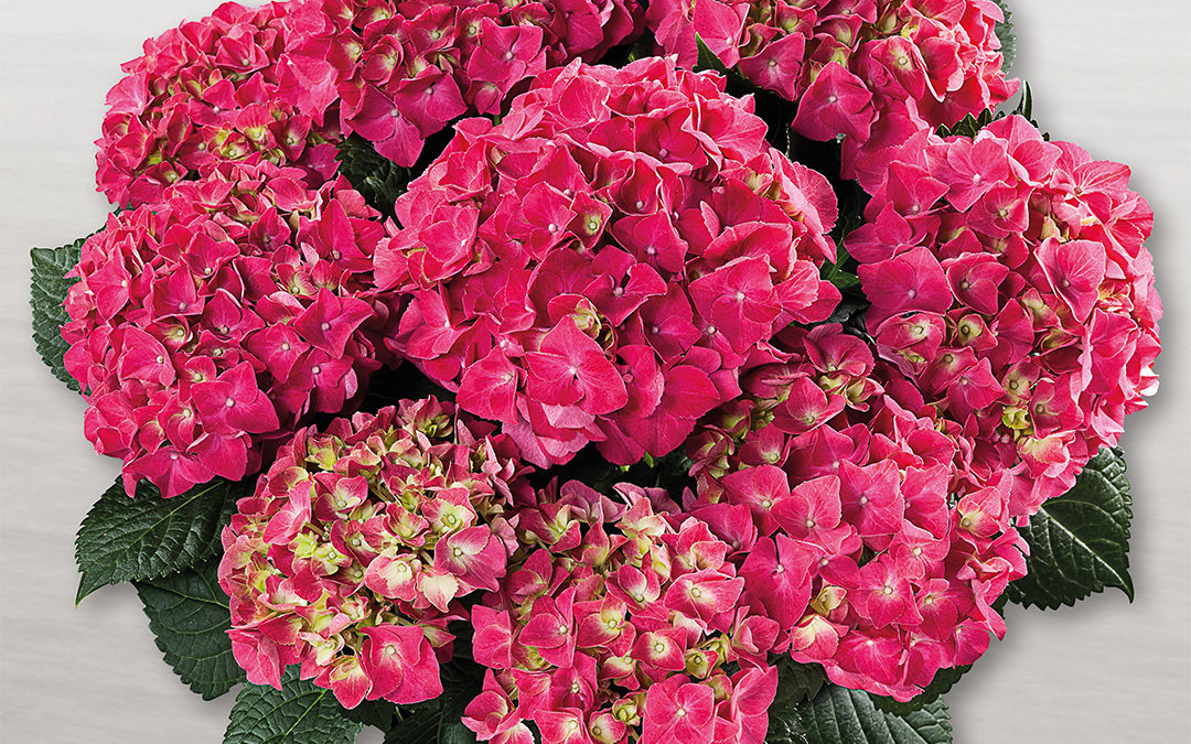 Hortensia Speedy Red