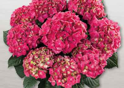 Hortensia Speedy Red
