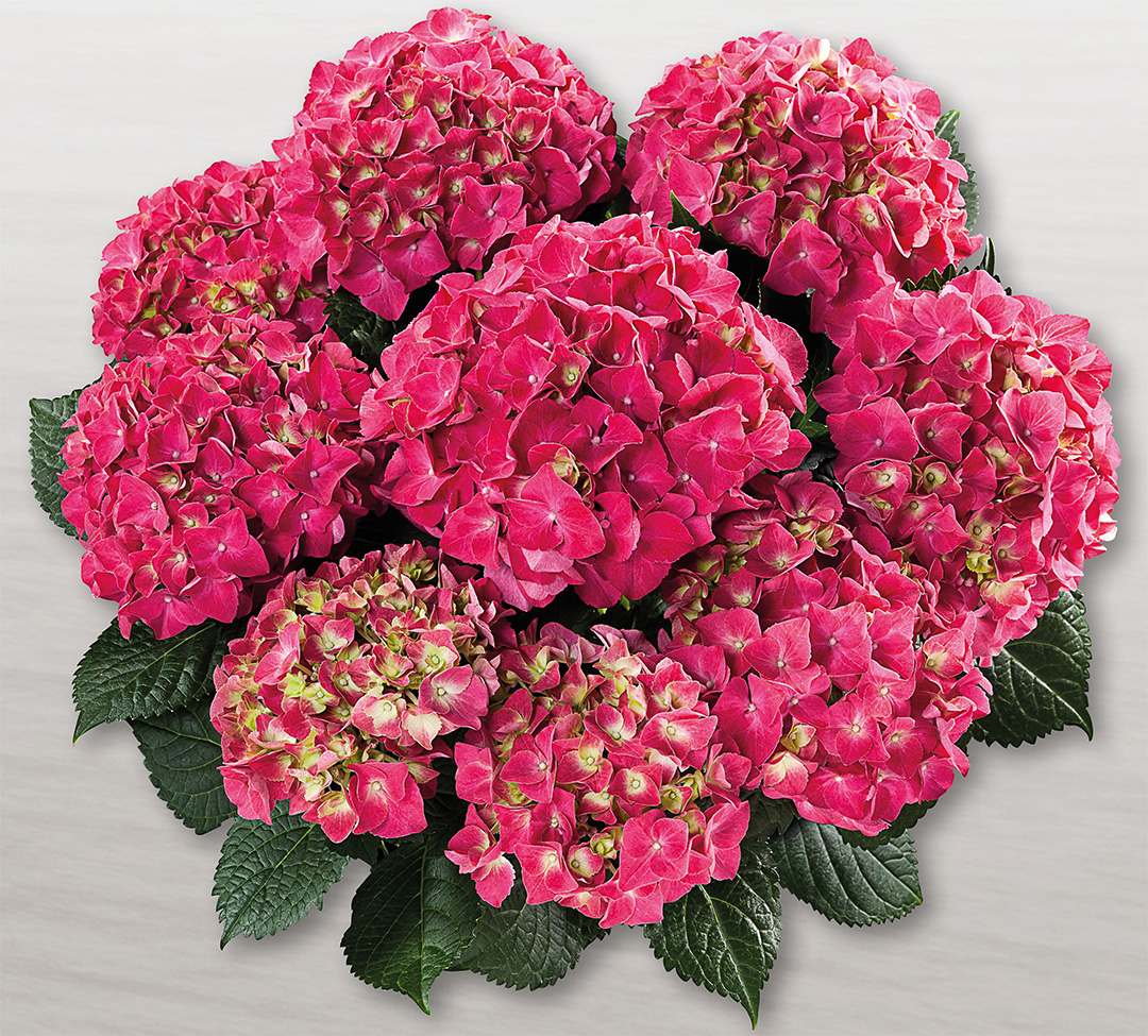 Speedy-Red Hortensia Speedy Red