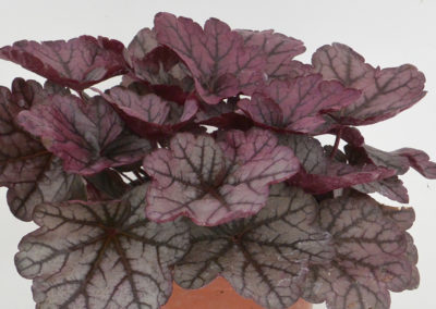 Heuchera Sugar Plum