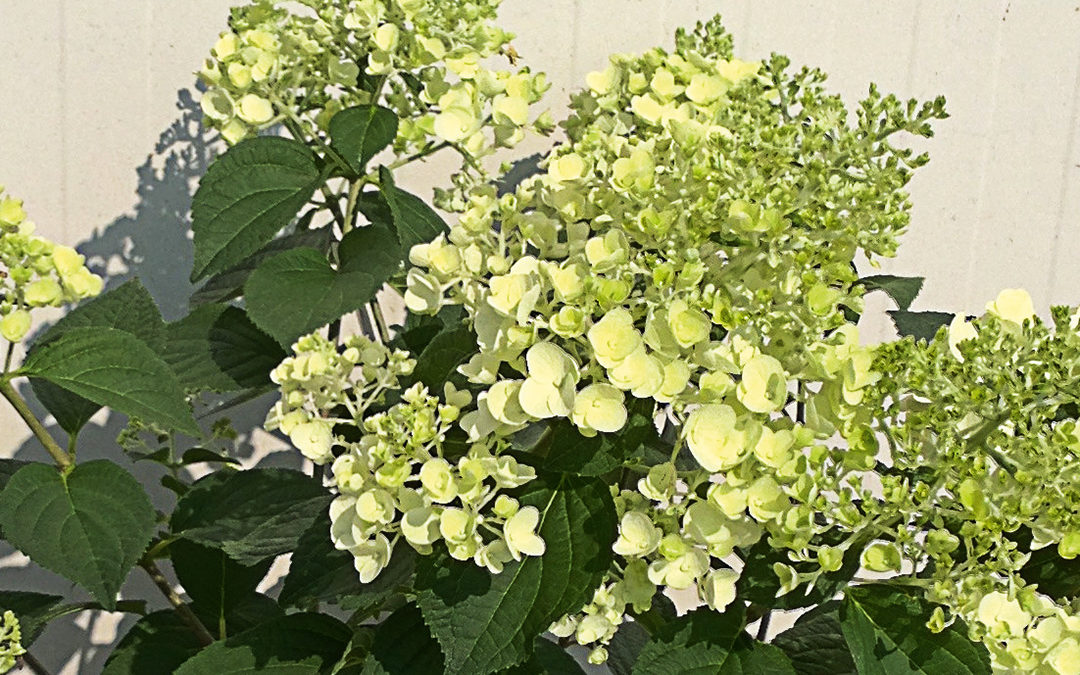 Hydrangea paniculata Sundae Fraise®
