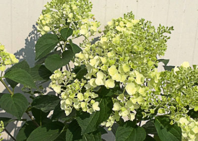 Hydrangea paniculata Sundae Fraise®