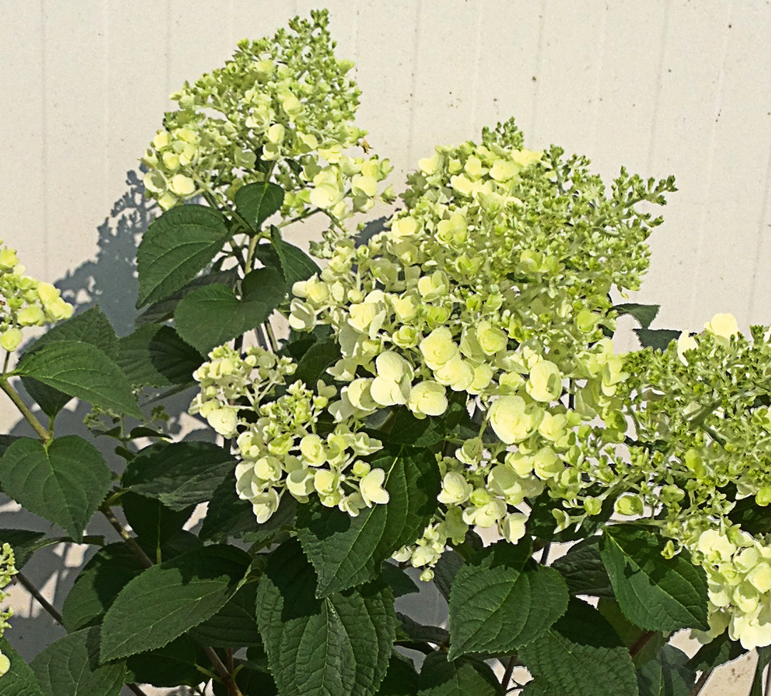 Sundae-Fraise Hydrangea paniculata Sundae Fraise®