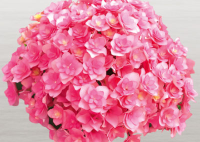 Hortensia You&Me Together®