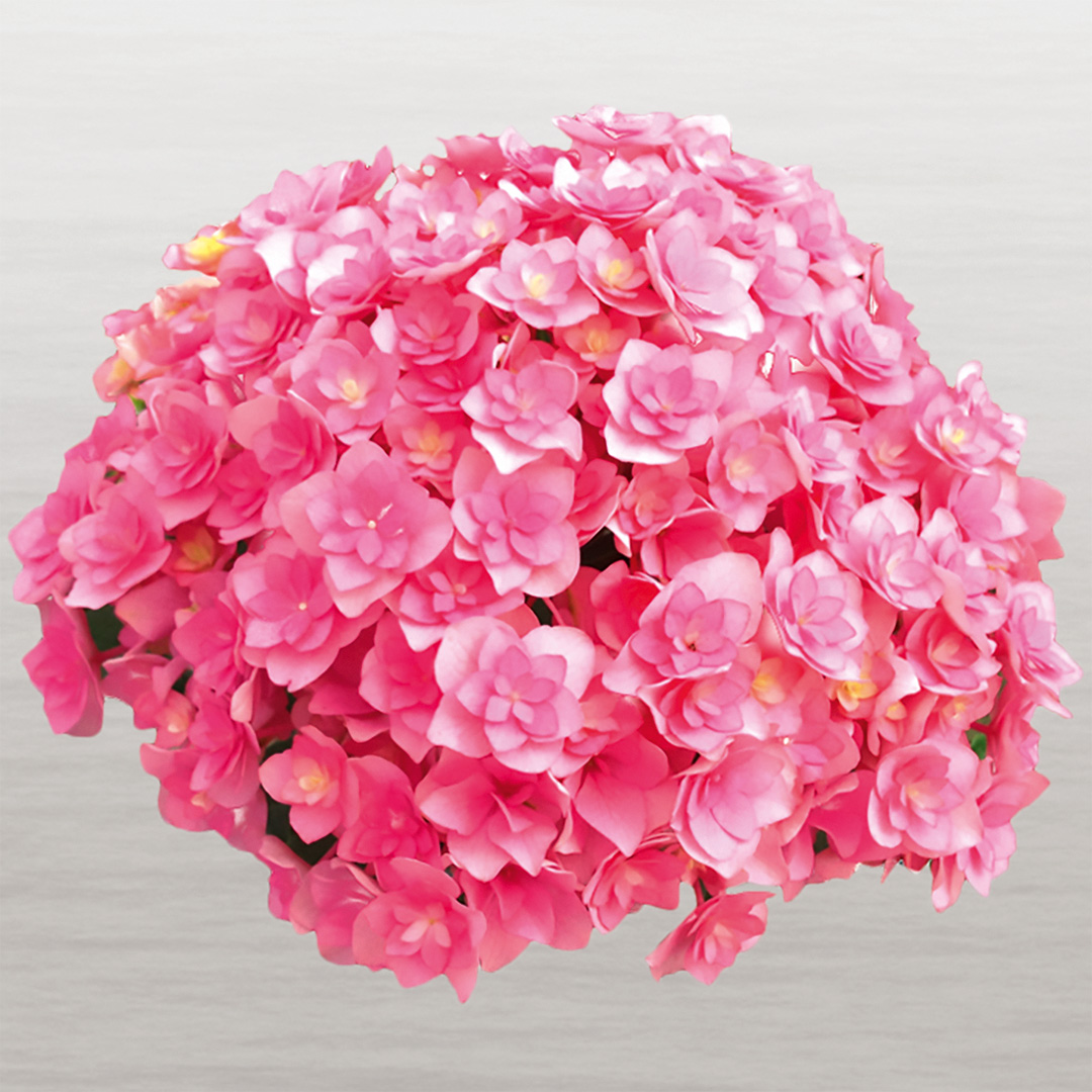 TOGETHER-photo-49 Hortensia You&Me Together®