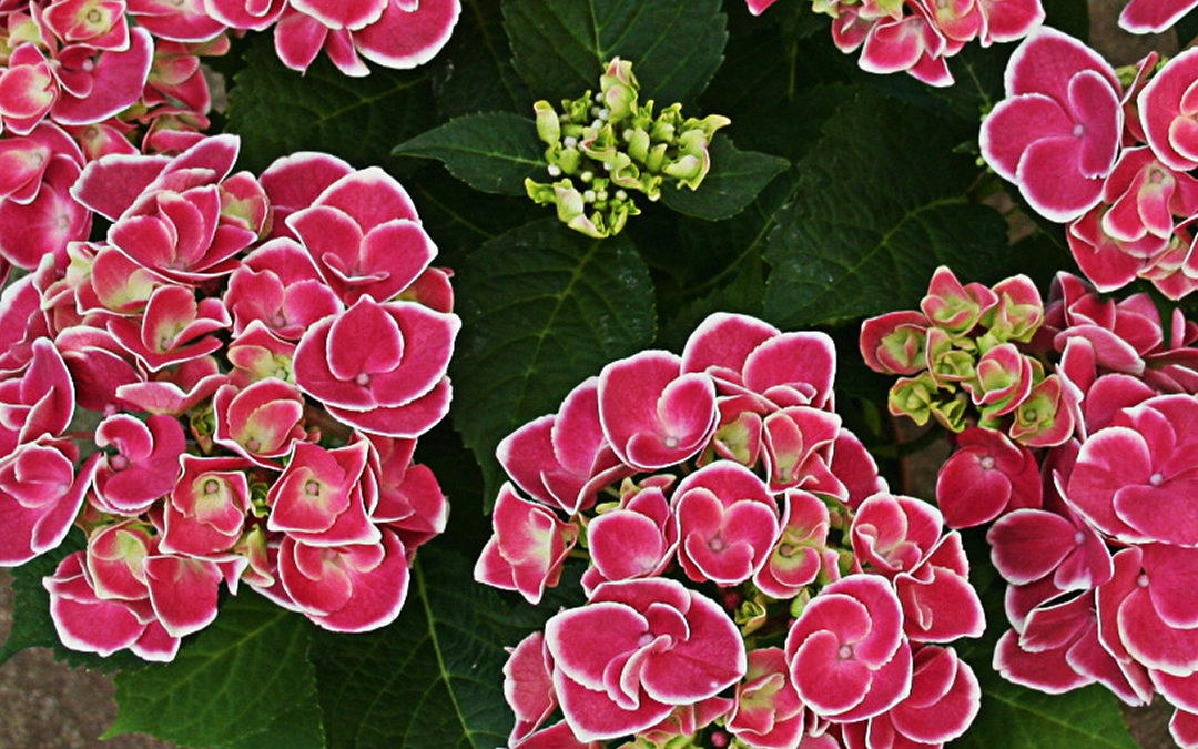Hortensia Tivoli Pink