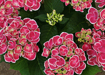 Hortensia Tivoli Pink