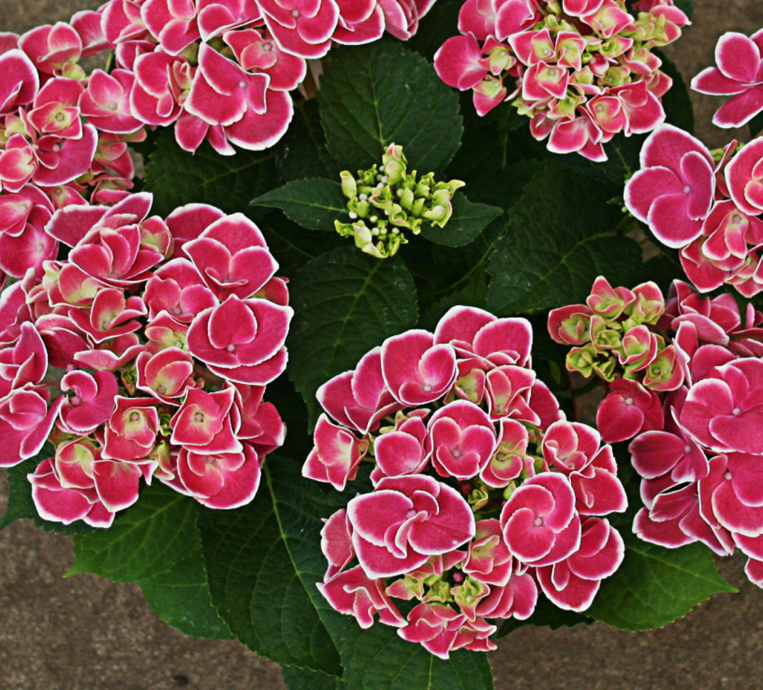 Tivoli_P14 Hortensia Tivoli Pink