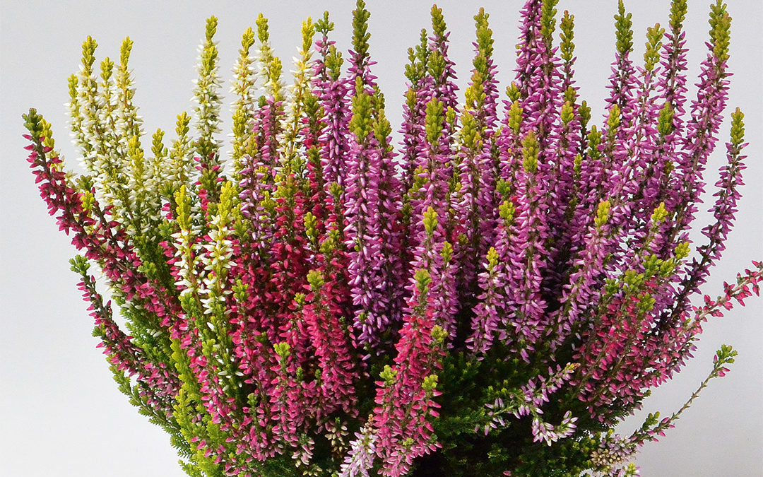 Calluna Trio Milca weiss