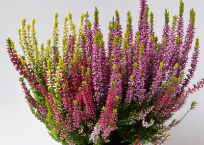 Calluna Trio Milca blanc