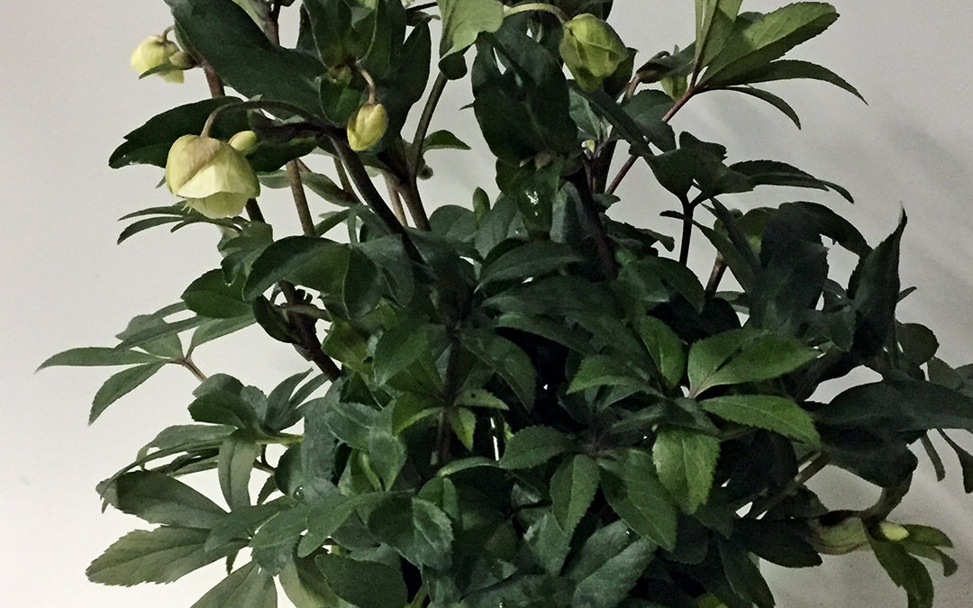 Helleborus sahinii Winterbells