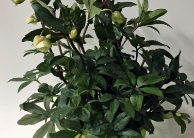 Helleborus sahinii Winterbells
