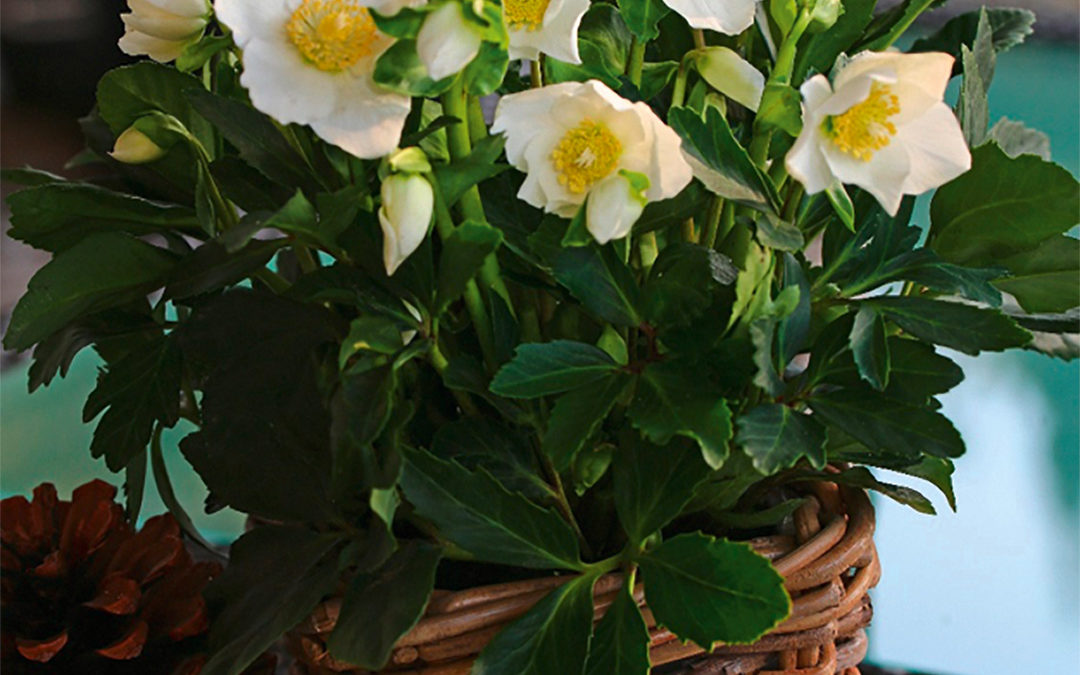 Helleborus Gold Collection Wintergold®