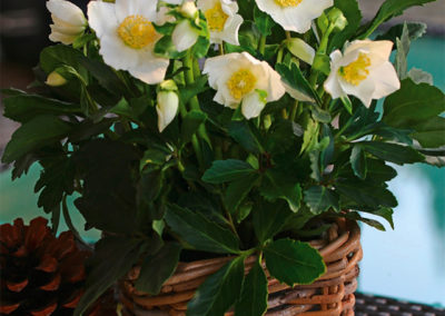 Helleborus Gold Collection Wintergold®